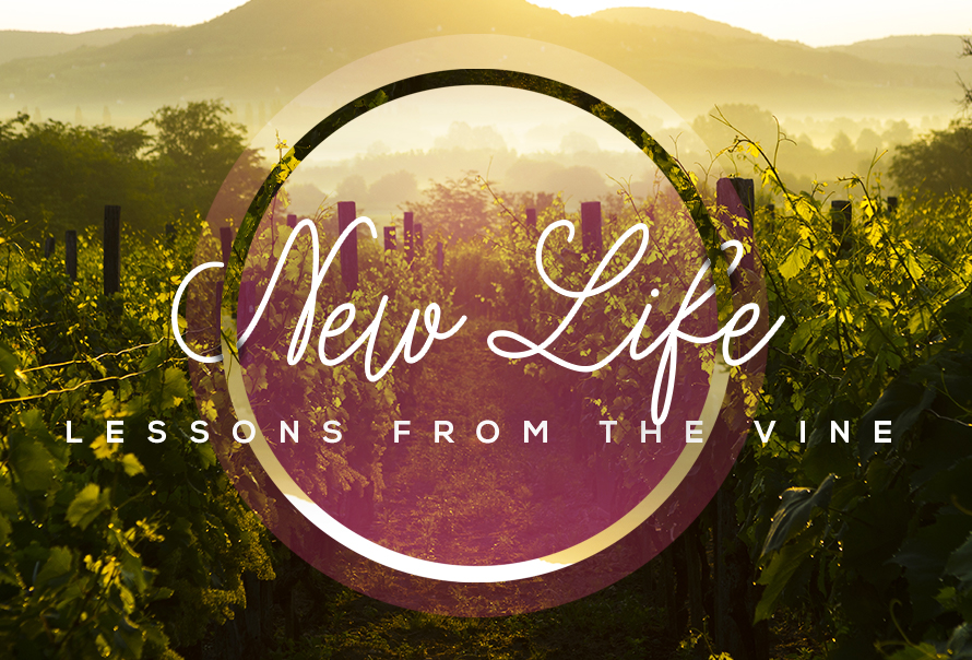 New Life lessons from the vine