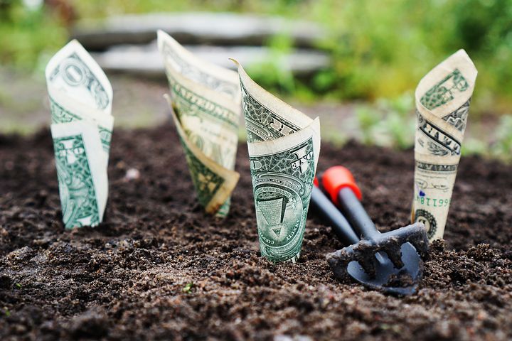 money planted in soil