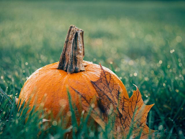 Big Pumpkin  with fall leave in grass