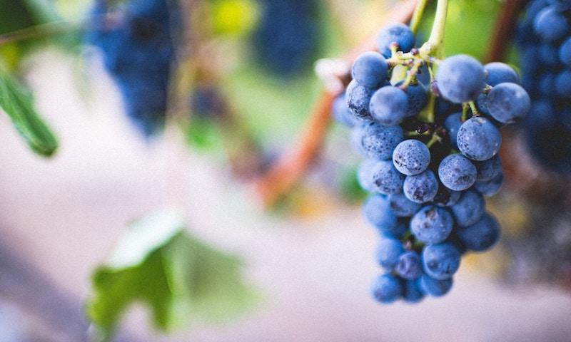 grapes