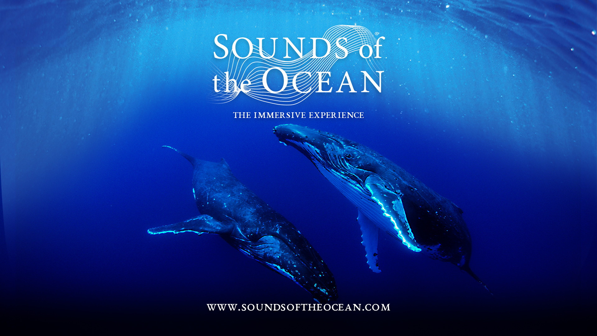 Mindful Moments: Sounds of the Ocean: A Mindful Underwater Journey with Live Music