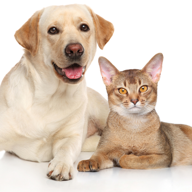 Fearless Kitty Rescue Free Cat and Dog Microchip Event