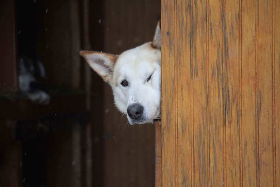 why do dogs hide food in corners