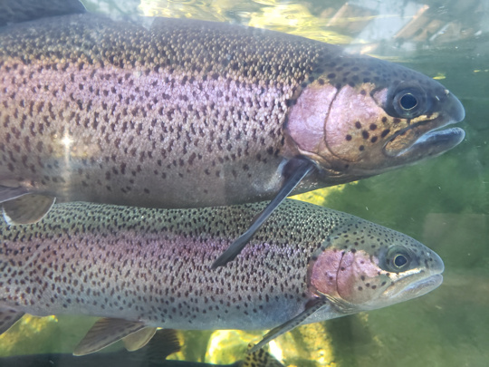 Trout