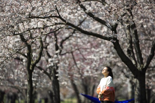 Cherry blossoms along Kelly Drive in Philadelphia.