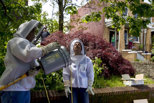 Beekeepers Sean Kennedy, left, and Erin Gleeson, right, prepare to capture a swarm of honey bees and relocate them to a bee hive, Friday, May 1, 2020, in Washington. The District of Columbia has declared beekeepers as essential workers during the coronavirus outbreak. If the swarm isn’t collected by a beekeeper, the new hive can come to settle in residential backyards, attics, crawlspaces, or other potentially ruinous areas, creating a stinging, scary nuisance.