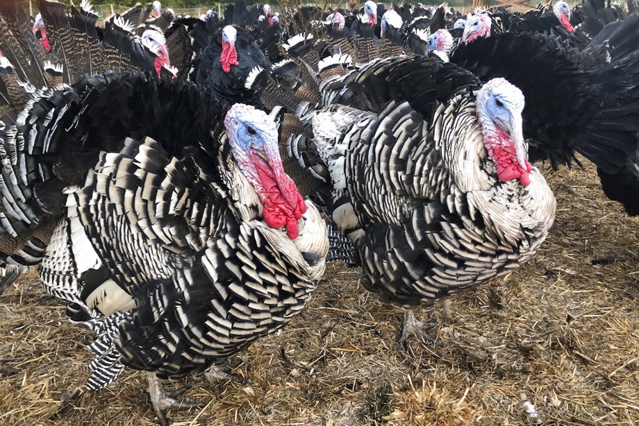 Talking Turkey! How The Thanksgiving Bird Got Its Name - And Then Lent ...