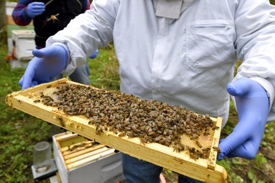 In this Oct. 12, 2018 file photo, a man holds a frame removed from a hive box covered with honey bees in Lansing, Mich. According to the results of an annual survey of beekeepers released on Wednesday, June 19, 2019, winter hit America’s honeybees hard with the highest loss rate yet.