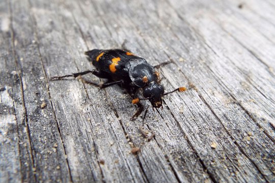 beetle