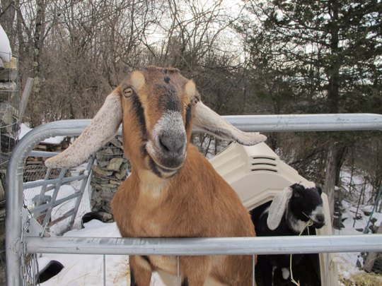 honorary mayor Lincoln the goat