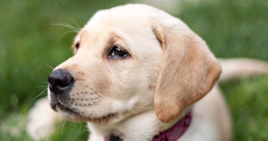 Golden Lab puppy