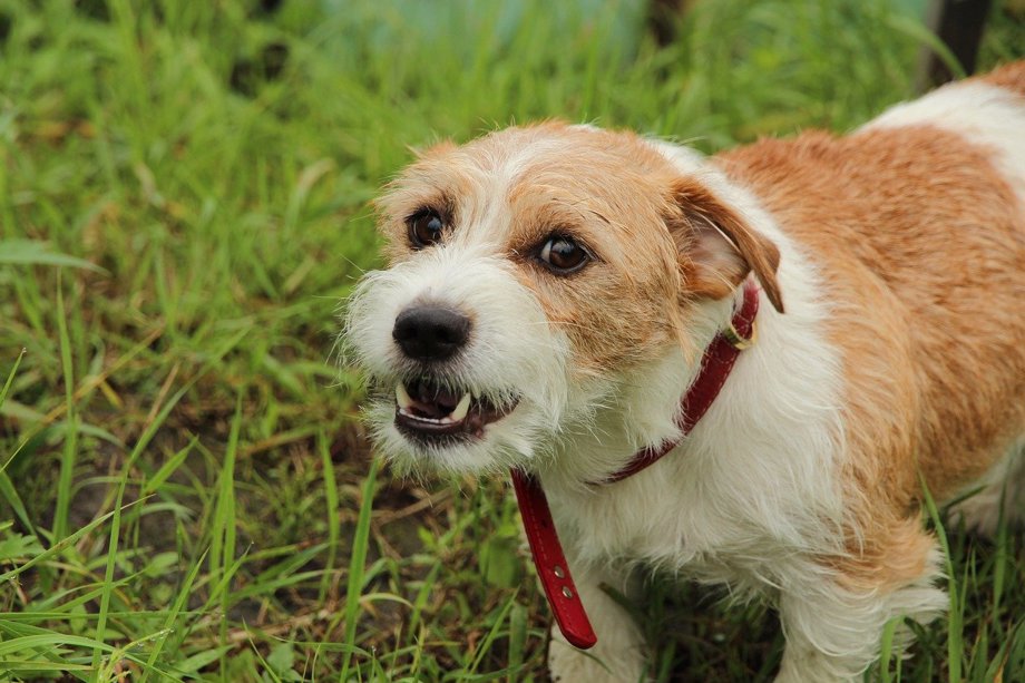 a sichuan dog will bark at the sun