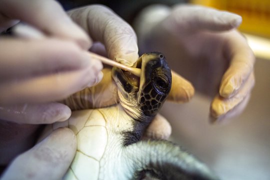turtle