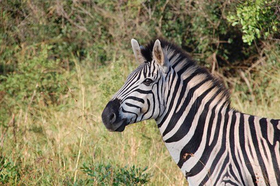 Zebra On The Loose In Tennessee Brought In By Law Enforcement ...