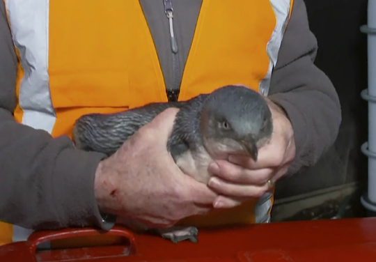 A man holds a 'vagrant' penguin near a sushi shop in Wellington, New Zealand