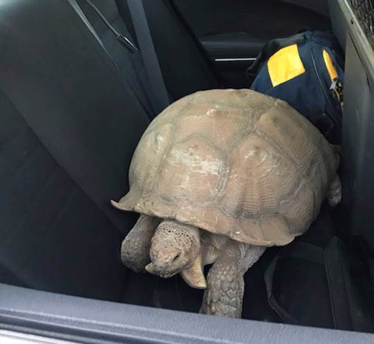 Tortoise