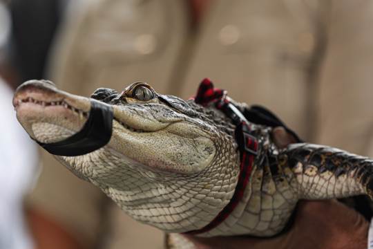 Alligator Caught In Chicago