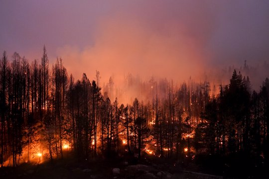 Trees scorched by the Caldor Fire smolder in the Eldorado National Forest
