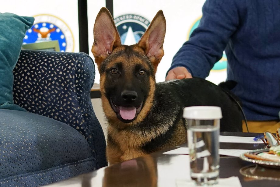 Biden Dog Commander To Make TV Debut During 'Puppy Bowl' Positive