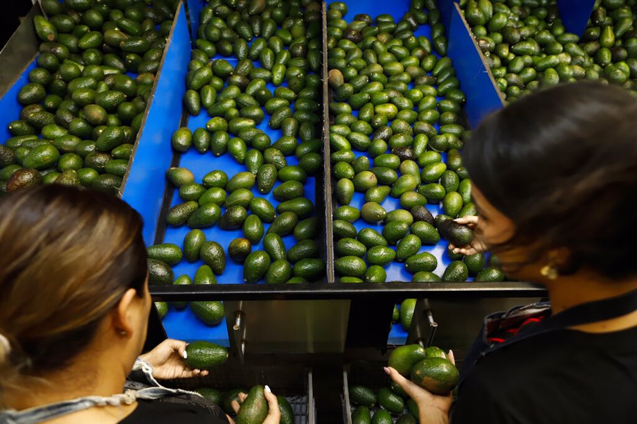 Avocados From Mexico Can Resume After Cartel Concerns Positive