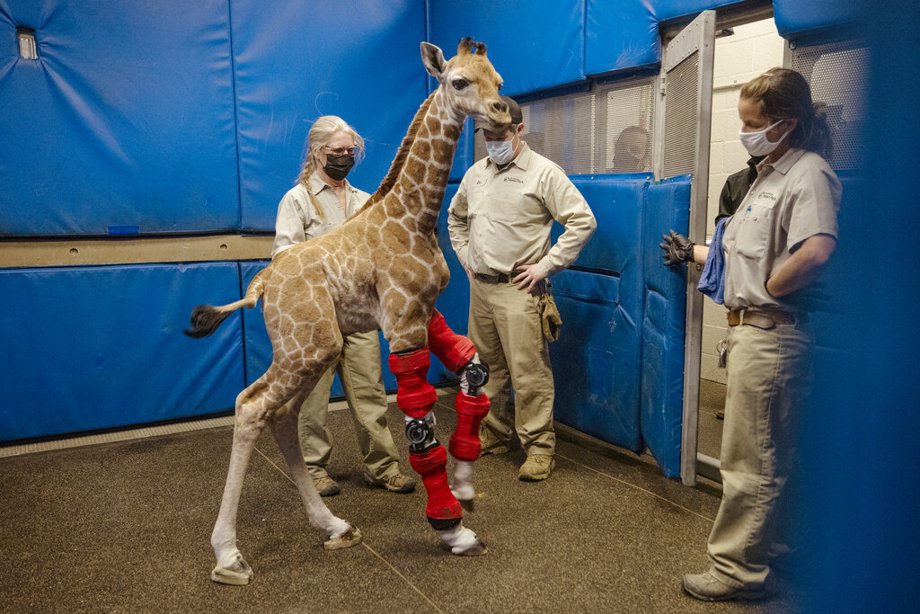 Msituni is a giraffe calf born with an unusual disorder that caused her legs to bend the wrong way.