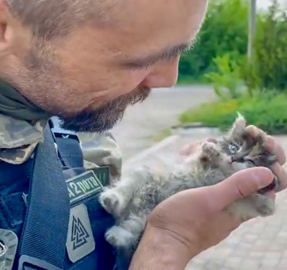 Stray kitty brings loving pause in the war for this soldier