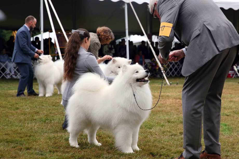 Good dog! Westminster Dog Show Gets Set To Pick A Winner | Positive