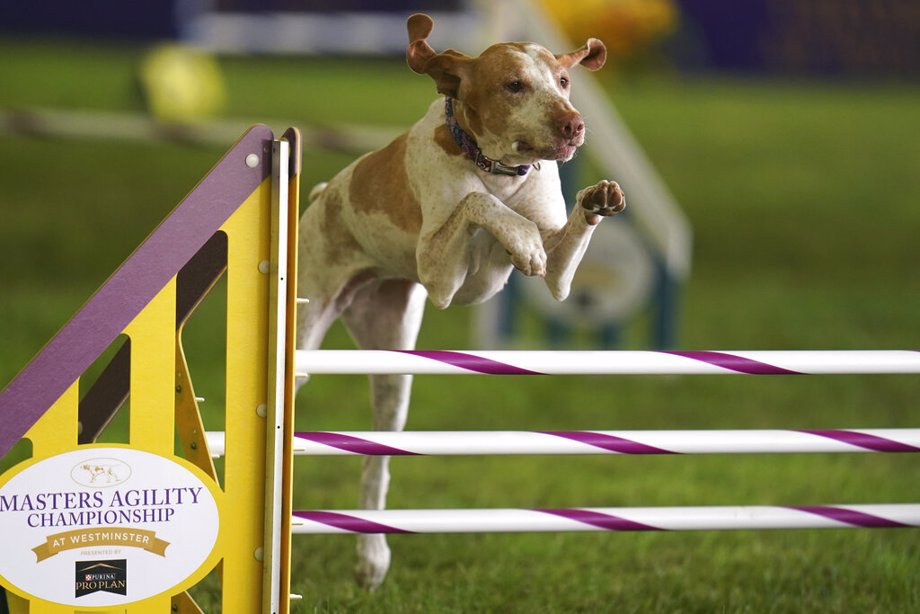 Elvira, a bracco Italiano, competes in the 24 inch class at the Masters Agility Competition during the 146th Westminster Dog Show