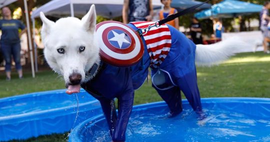 A Siberian Husky in a Captain America costume takes a dip in the pool during Doggy Con in Woodruff Park