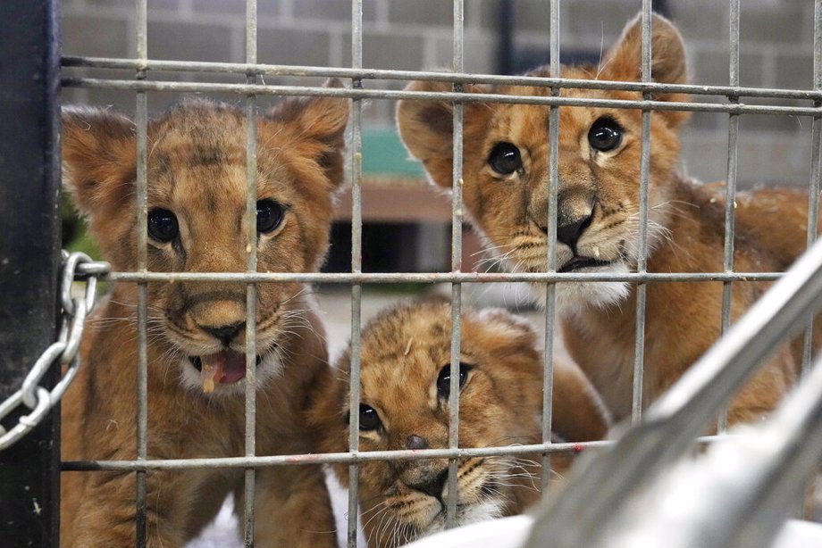 The cubs, who are orphans, spent the last three weeks at Poland's Poznan Zoo before flying to Minnesota