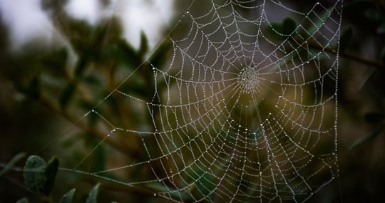 Spider web