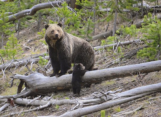 United States Geological Survey shows a grizzly bear and a cub along the Gibbon River in Yellowstone National Park, Wyo. 
