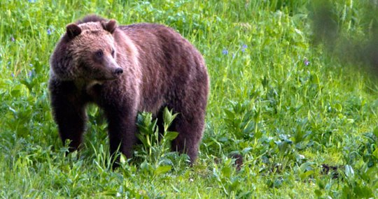 A Grizzly bear on a grassy hill