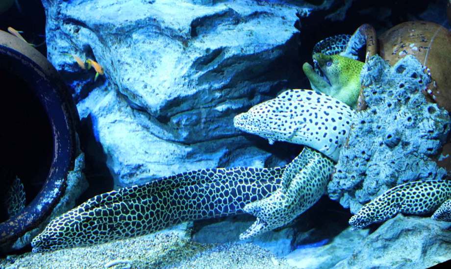 Shocked? Electric Eel Powers Aquarium's Christmas Lights Air1 Worship