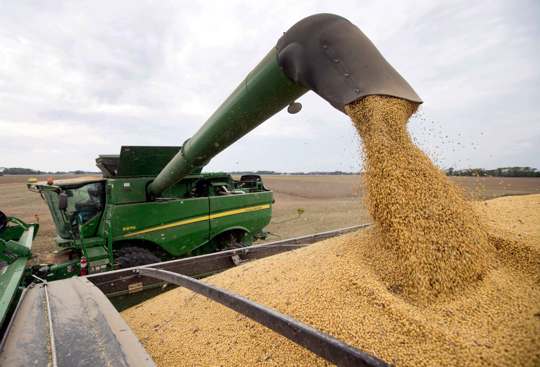 Soybeans offloaded from combine