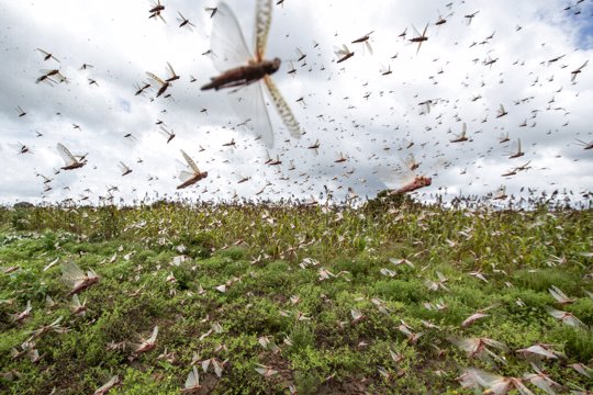 Swarms of desert locusts fly up into the air from crops in Katitika village, Kitui county, Kenya Friday, Jan. 24, 2020. Desert locusts have swarmed into Kenya by the hundreds of millions from Somalia and Ethiopia, countries that haven't seen such numbers in a quarter-century, destroying farmland and threatening an already vulnerable region.