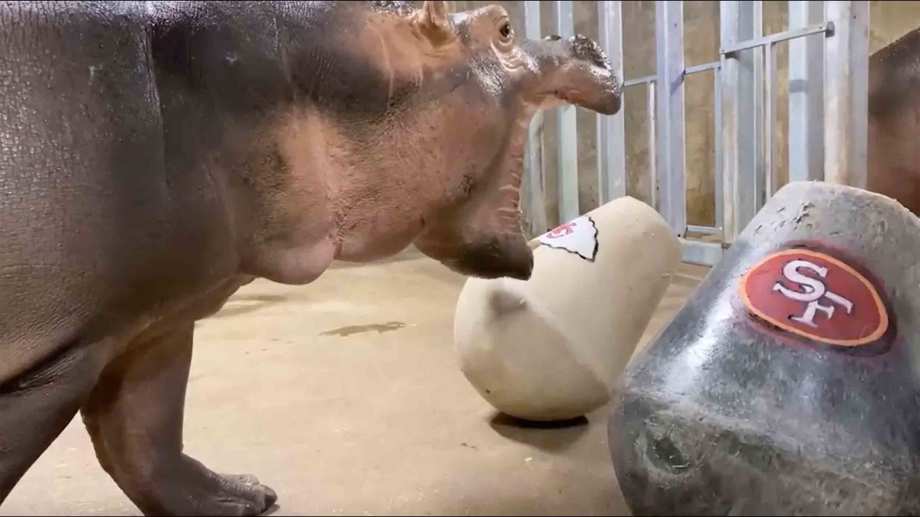 fiona hippo toy