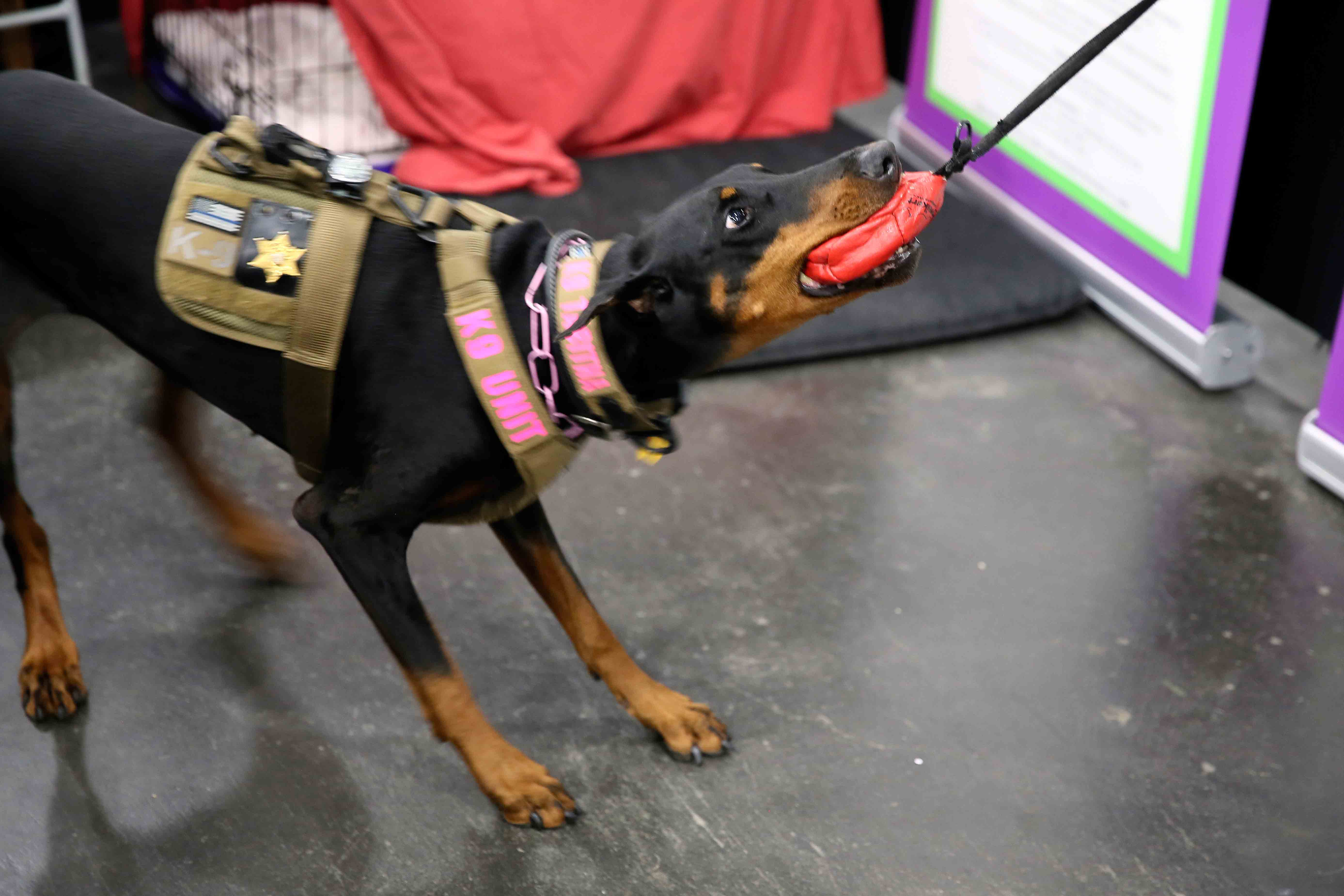 Tabitha, a Doberman pinscher demonstrates her skills while playing with her owner at the American Kennel Club’s “Meet the Breeds” event in New York