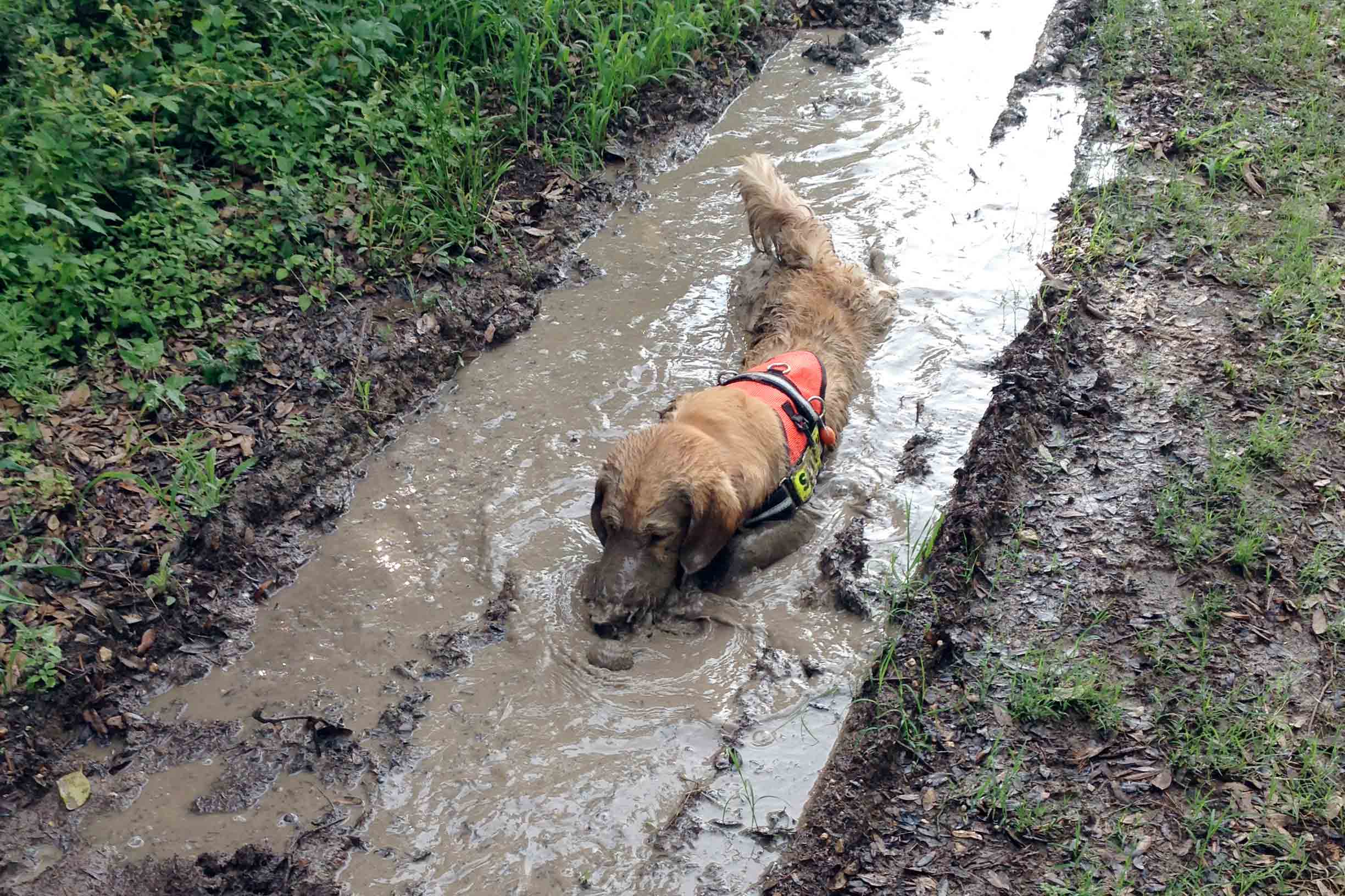 Cooper, wades through muddy water in Austin, Texas. Cooper is a trained search-and-rescue dog, while his brother Rainier is a show champion