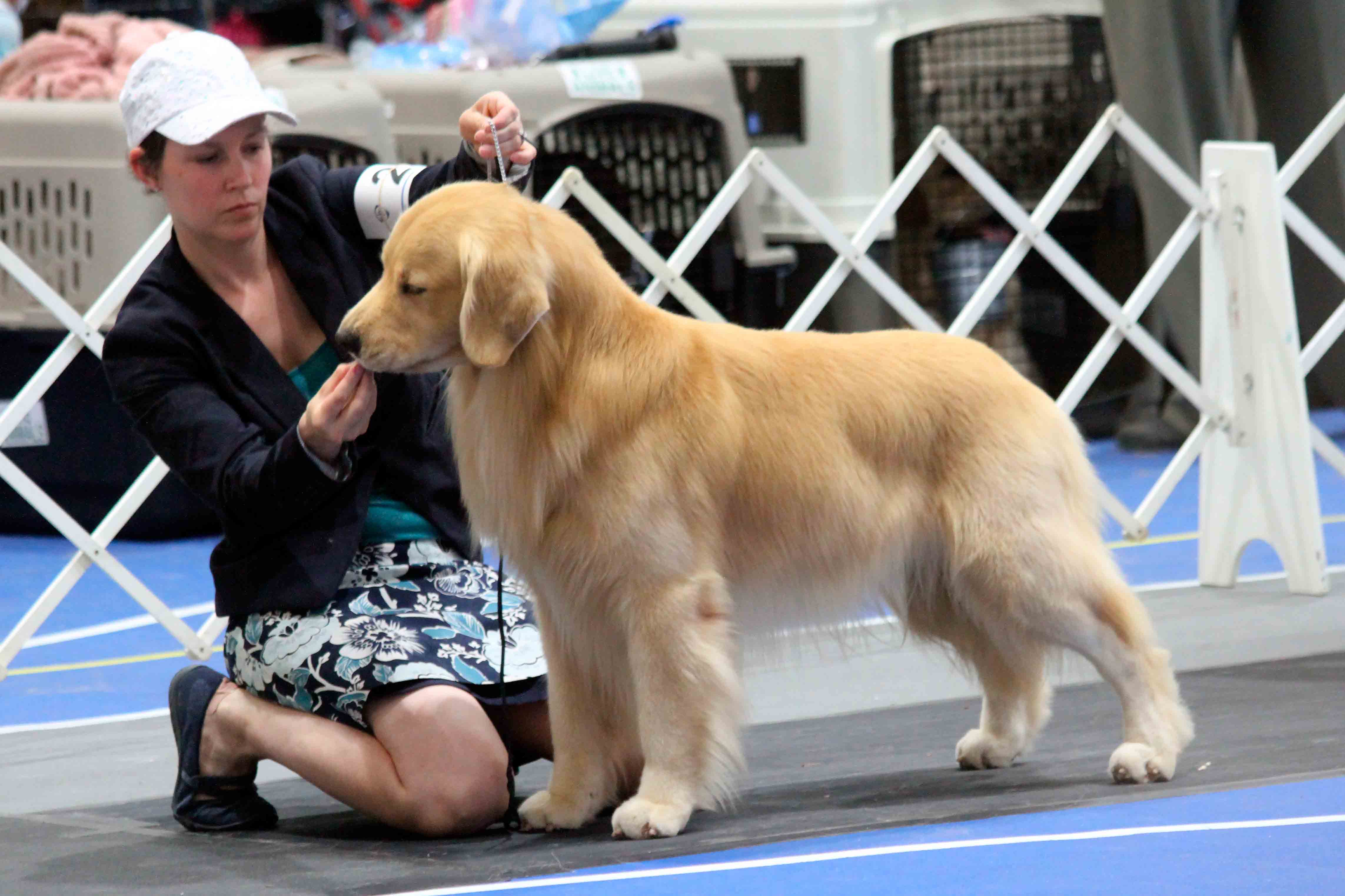 From Westminster To Work Many Of The Pups In Dog Shows