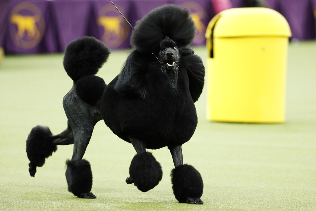 Poodle Wins At Westminster Dog Show