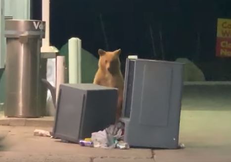 baby bear pops up
