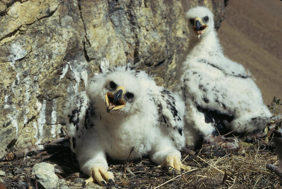 Bald Eaglets