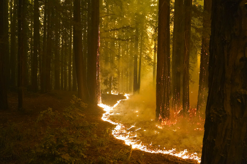 Forest Burns during CZU Lightning Complex Fire