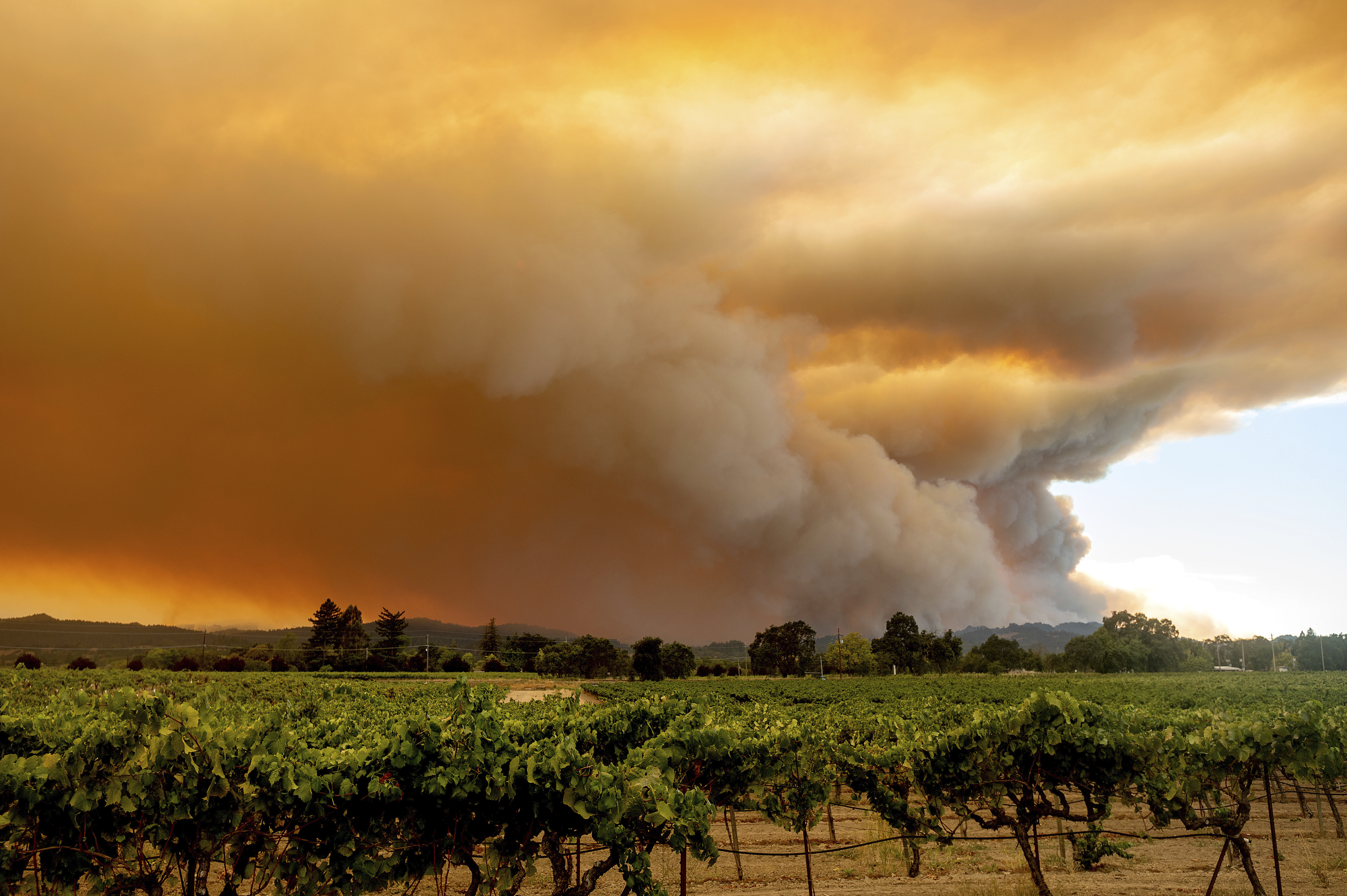 Vineyards burning in Napa