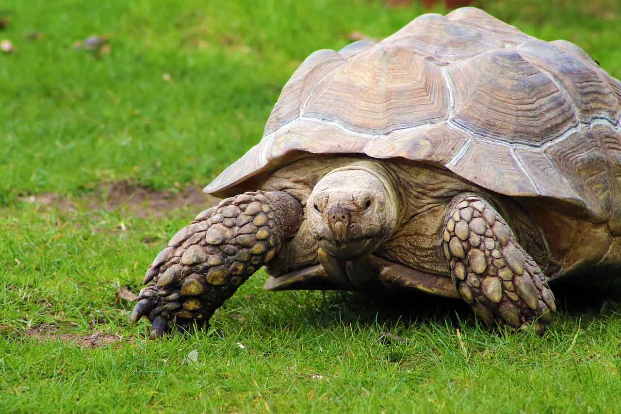 200-Pound Tortoise Is Back Home After Escaping Alabama Pen | Positive ...