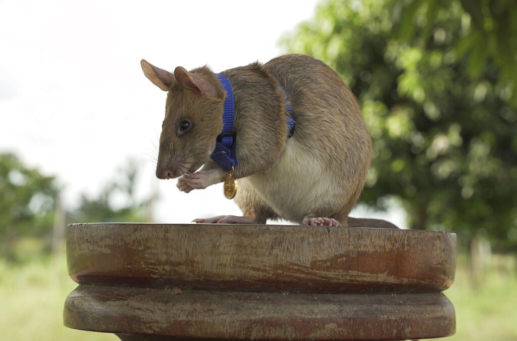 Cambodian landmine detection rat, Magawa is photographed wearing his PDSA Gold Medal