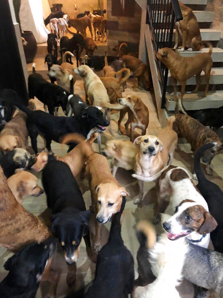 Rescue dogs fill the home of Ricardo Pimentel during Hurricane Delta in Leona Vicario, Mexico