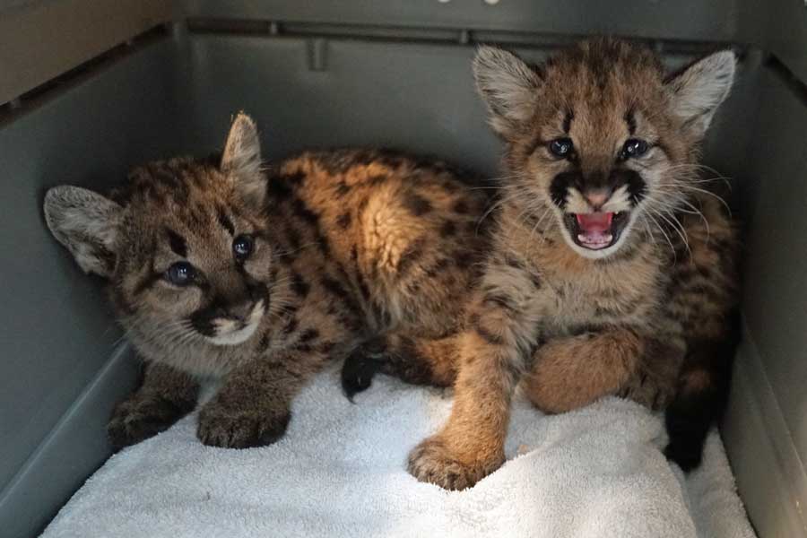 Rescued mountain lion cubs