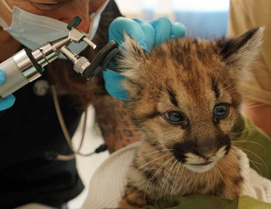 Rescued mountain lion cub